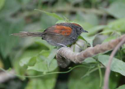 Slaty Spinetail (Synallaxis brachyura) photo
