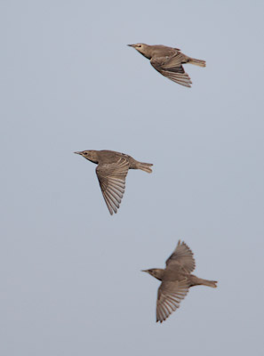 European (Common) Starling (Sturnus vulgaris) photo