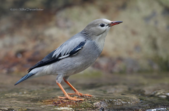 Red-billed Starling (Spodiopsar sericeus) photo
