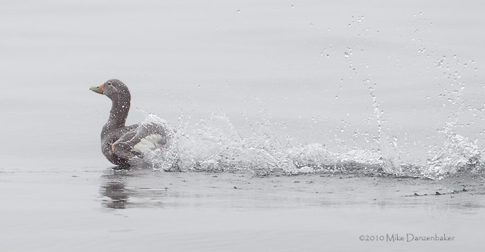 Falkland (Flightless) Steamerduck (Tachyeres brachypterus) photo