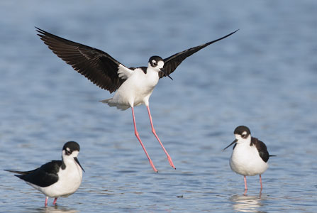 Black-necked Stilt (Himantopus mexicanus) photo