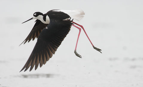 Black-necked Stilt (Himantopus mexicanus) photo