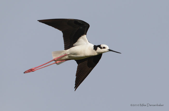Black-necked Stilt (Himantopus mexicanus) photo