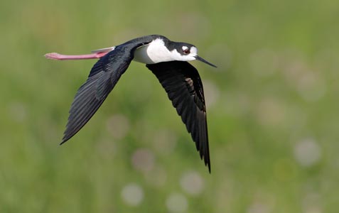 Black-necked Stilt (Himantopus mexicanus) photo