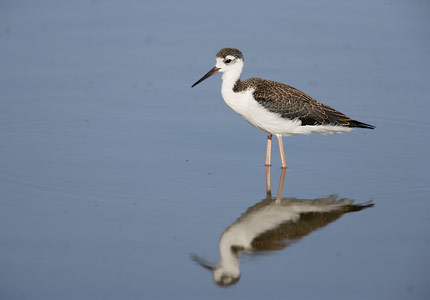 Black-necked Stilt (Himantopus mexicanus) photo