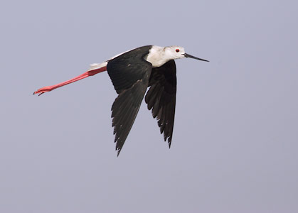 Black-winged Stilt (Himantopus himantopus) photo