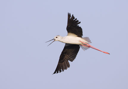 Black-winged Stilt (Himantopus himantopus) photo