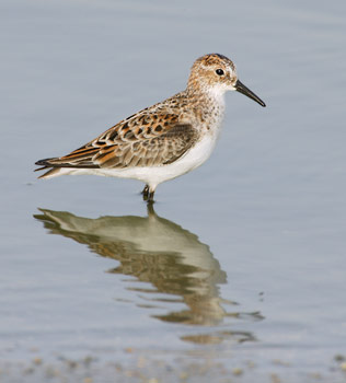 Little Stint (Calidris minuta) photo
