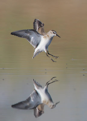 Little Stint (Calidris minuta) photo