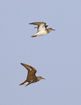 Temminck's Stint (Calidris temminckii) photo