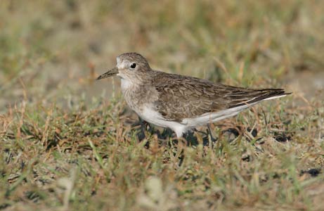 Temminck's Stint (Calidris temminckii) photo