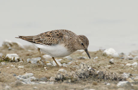 Temminck's Stint (Calidris temminckii) photo