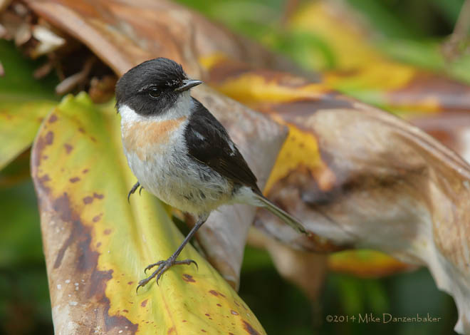 Reunion Stonechat (Saxicola tectes) photo