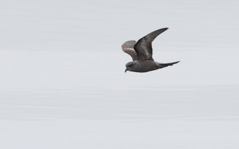 Ashy Storm-Petrel (Oceanodroma homochroa) photo