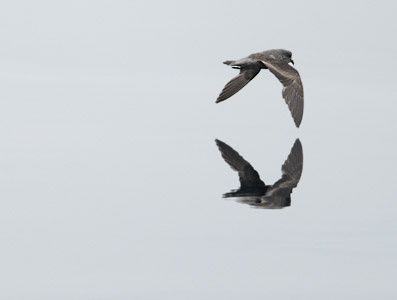 Ashy Storm-Petrel (Oceanodroma homochroa) photo