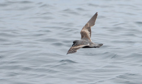 Ashy Storm-Petrel (Oceanodroma homochroa) photo