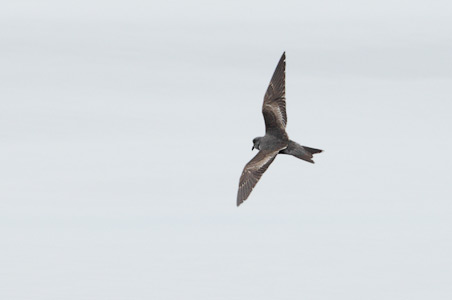 Ashy Storm-Petrel (Oceanodroma homochroa) photo