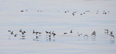 Ashy Storm-Petrel (Oceanodroma homochroa) photo