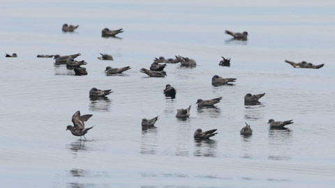 Ashy Storm-Petrel (Oceanodroma homochroa) photo