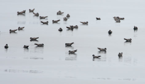 Ashy Storm-Petrel (Oceanodroma homochroa) photo