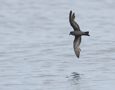Ashy Storm-Petrel (Oceanodroma homochroa) photo