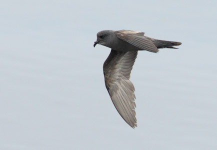 Ashy Storm-Petrel (Oceanodroma homochroa) photo