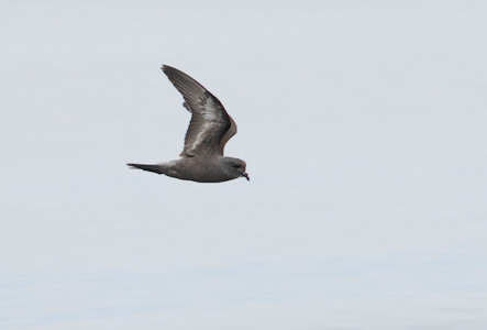 Ashy Storm-Petrel (Oceanodroma homochroa) photo