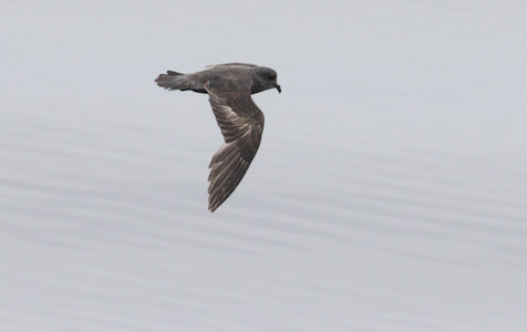 Ashy Storm-Petrel (Oceanodroma homochroa) photo
