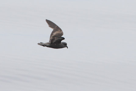 Ashy Storm-Petrel (Oceanodroma homochroa) photo