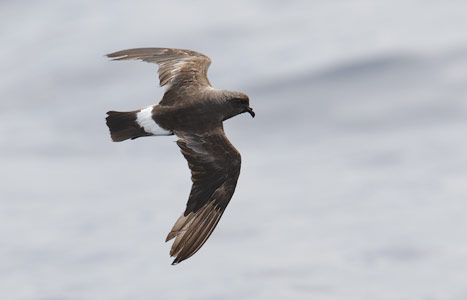 Band-rumped (Madeiran) Storm-Petrel (Oceanodroma castro) photo