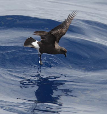 Band-rumped (Madeiran) Storm-Petrel (Oceanodroma castro) photo