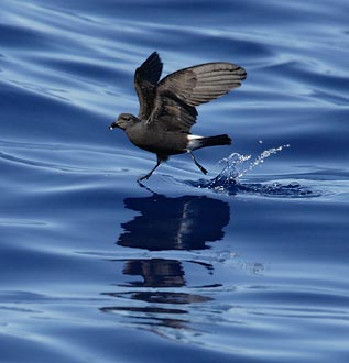 Band-rumped (Madeiran) Storm-Petrel (Oceanodroma castro) photo