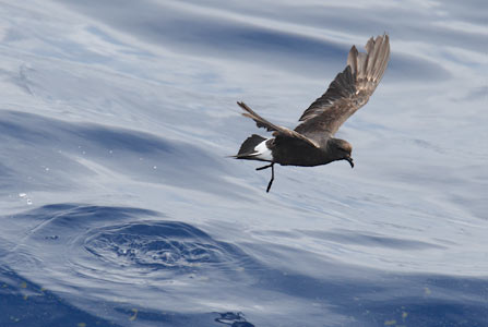 Band-rumped (Madeiran) Storm-Petrel (Oceanodroma castro) photo