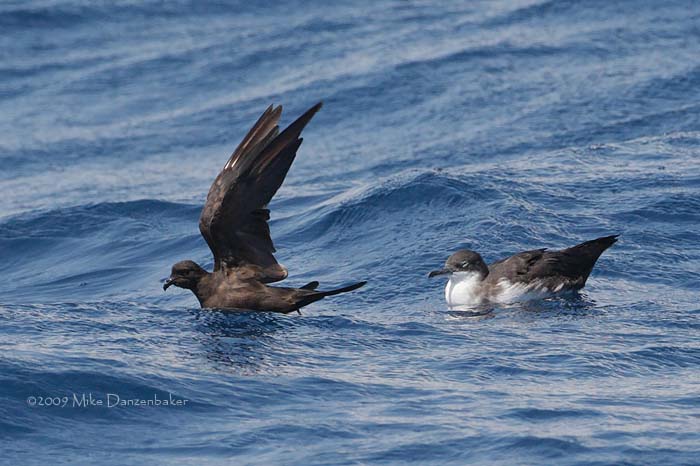 Black Storm-Petrel (Oceanodroma melania) photo