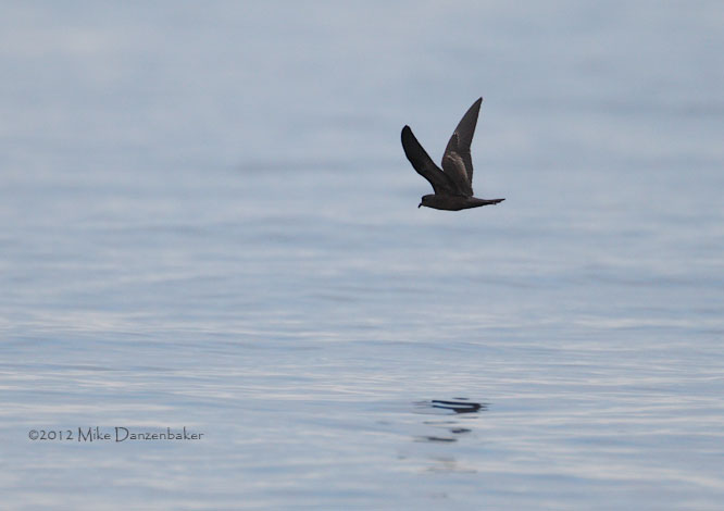 Black Storm-Petrel (Oceanodroma melania) photo