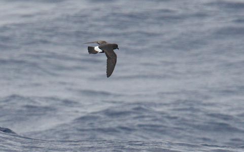 European Storm-Petrel (Hydrobates pelagicus) photo
