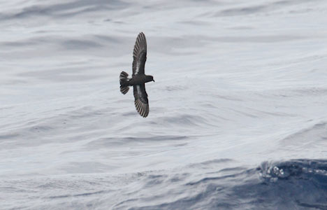 European Storm-Petrel (Hydrobates pelagicus) photo
