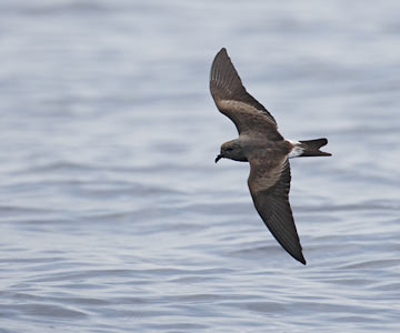 Leach's Storm-Petrel (Oceanodroma leucorhoa) photo