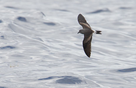 Leach's Storm-Petrel (Oceanodroma leucorhoa) photo