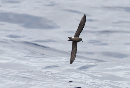 Leach's Storm-Petrel (Oceanodroma leucorhoa) photo