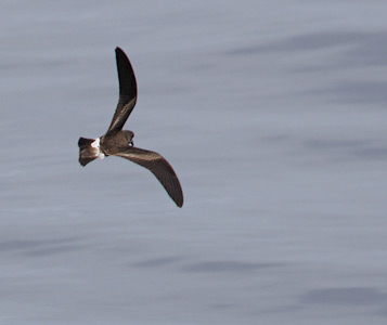 Leach's Storm-Petrel (Oceanodroma leucorhoa) photo