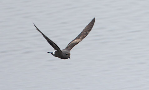 Leach's Storm-Petrel (Oceanodroma leucorhoa) photo
