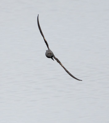 Leach's Storm-Petrel (Oceanodroma leucorhoa) photo