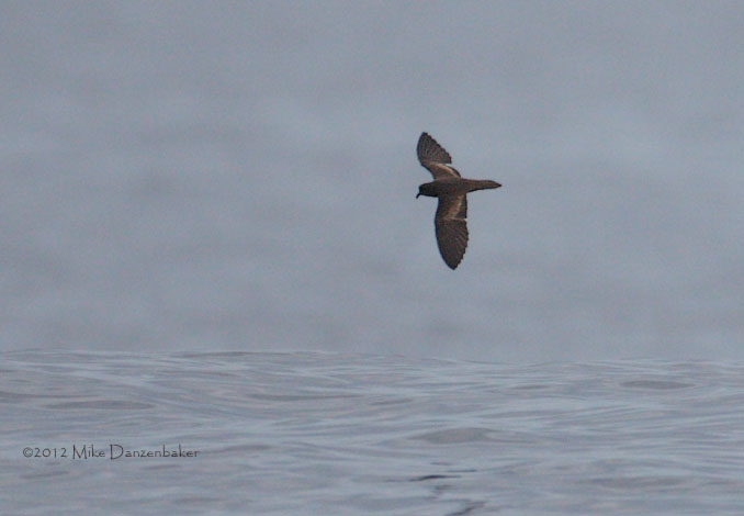 Least Storm-Petrel (Oceanodroma microsoma) photo