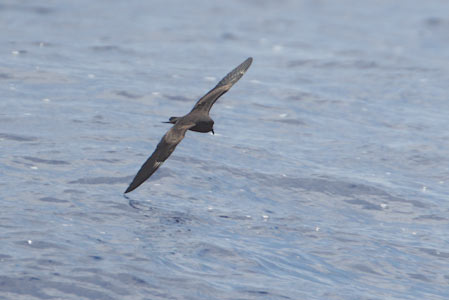 Matsudaira's Storm-Petrel (Oceanodroma matsudairae) photo