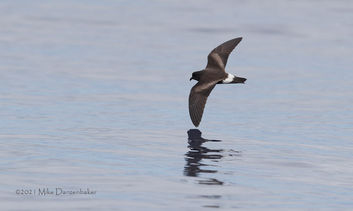 Monteiro's Storm-Petrel (Oceanodroma monteiroi) photo