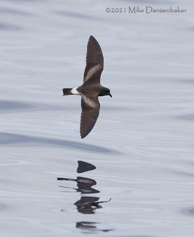 Monteiro's Storm-Petrel (Oceanodroma monteiroi) photo