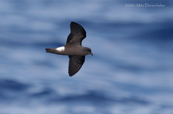 Monteiro's Storm-Petrel (Oceanodroma monteiroi) photo