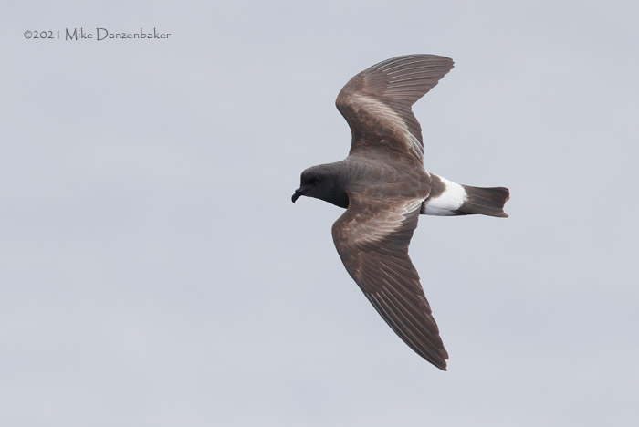 Monteiro's Storm-Petrel (Oceanodroma monteiroi) photo