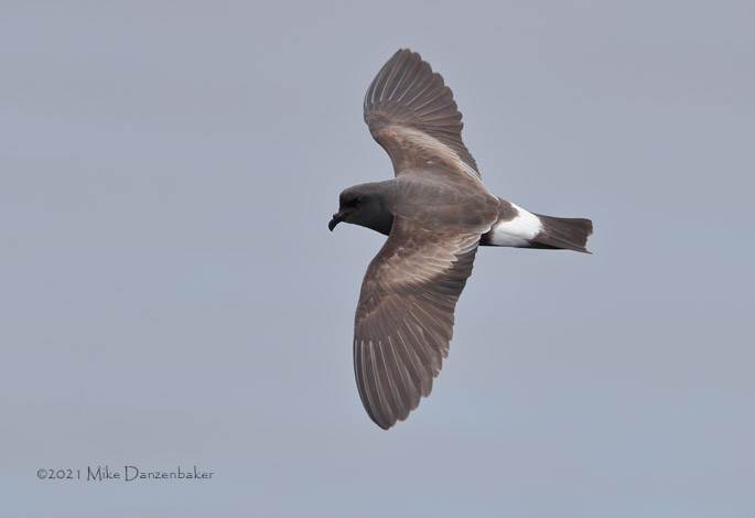 Monteiro's Storm-Petrel (Oceanodroma monteiroi) photo